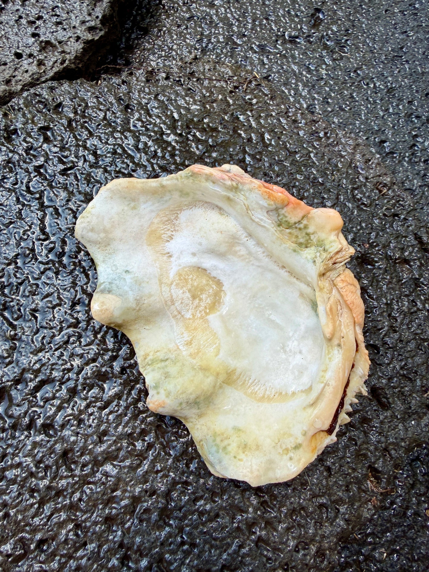 Tridacna squamosa | 6" | Vintage Hawaii