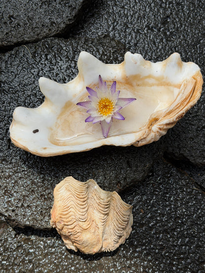Tridacna gigas | 12" | Vintage Hawaii