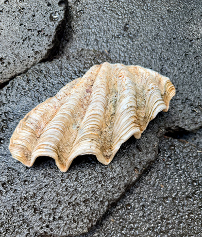 Tridacna gigas | 12" | Vintage Hawaii