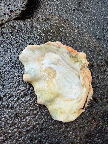Tridacna squamosa | 6" | Vintage Hawaii