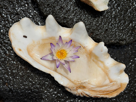 Tridacna gigas | 12" | Vintage Hawaii